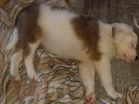 Allee, a female Border Collie for sale in Julian, CA – 3 of 4
