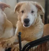 Baby Girl, a female Border Collie for sale in Julian, CA – 3 of 7