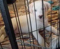 Mr handsome , a male Border Collie for sale in Julian, CA – 2 of 4