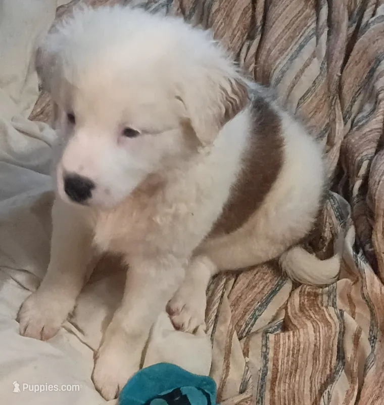 Allee – Border Collie puppy for sale in Julian, CA
