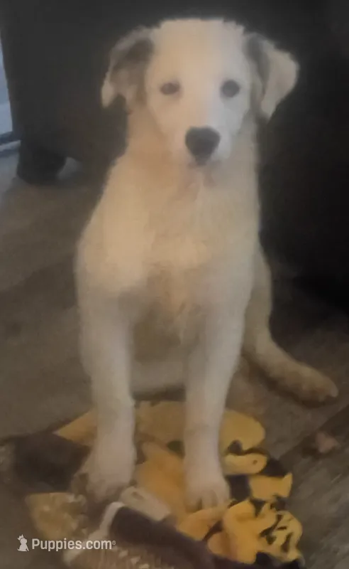 Raggy Muffin  – Border Collie puppy for sale in Julian, CA