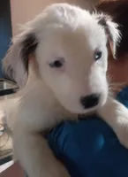 Raggy Muffin , a female Border Collie for sale in Julian, CA – 6 of 9