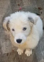Raggy Muffin , a female Border Collie for sale in Julian, CA – 8 of 9