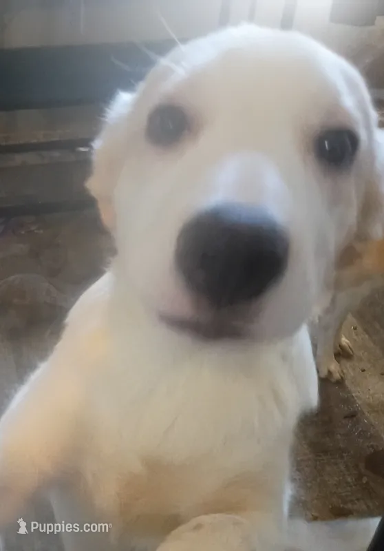 Bear  – Border Collie puppy for sale in Julian, CA