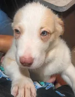 Weezy, a female Border Collie for sale in Julian, CA – 3 of 8