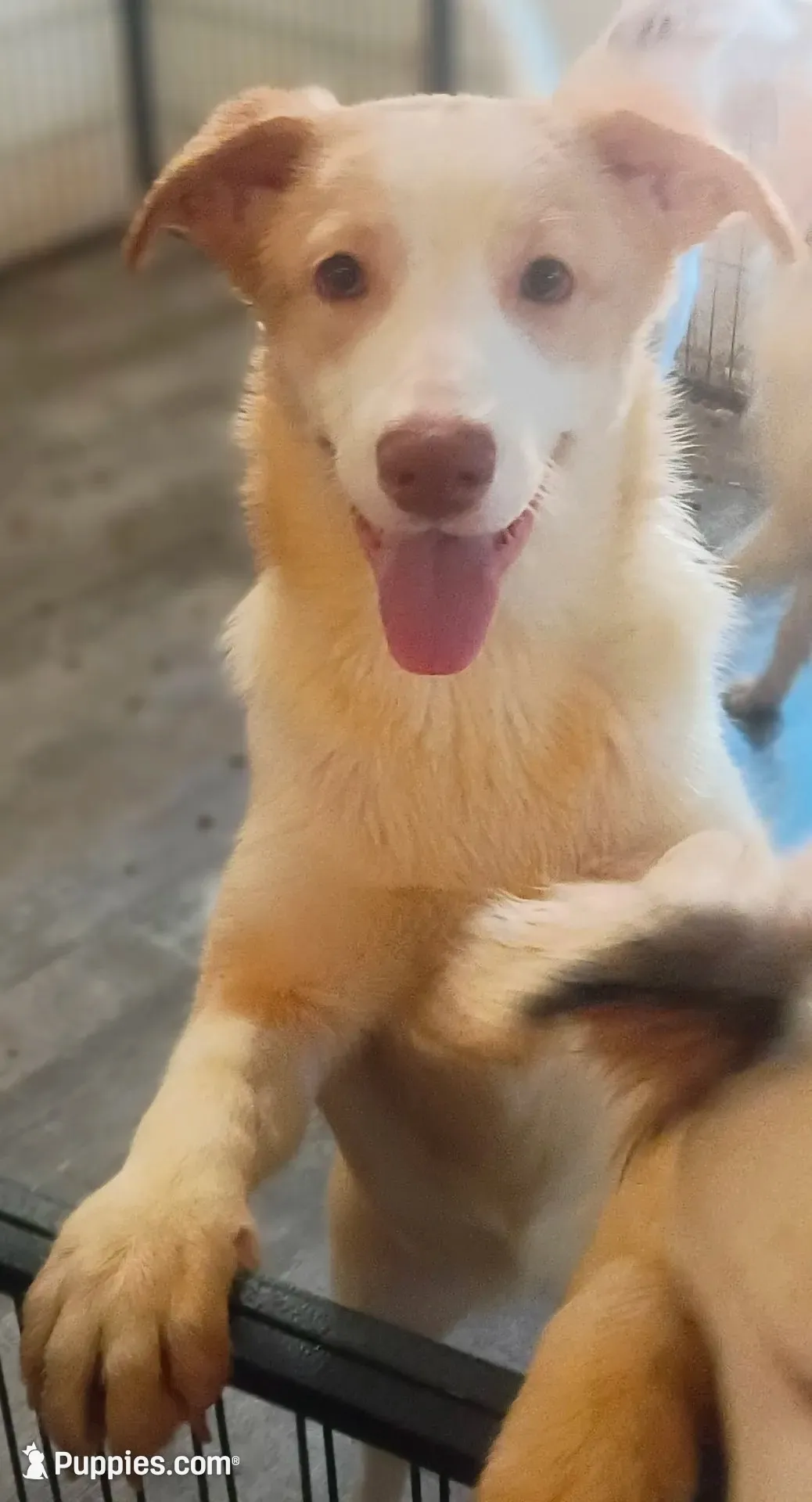 Weezy, a female Border Collie for sale in Julian, CA – 2 of 9