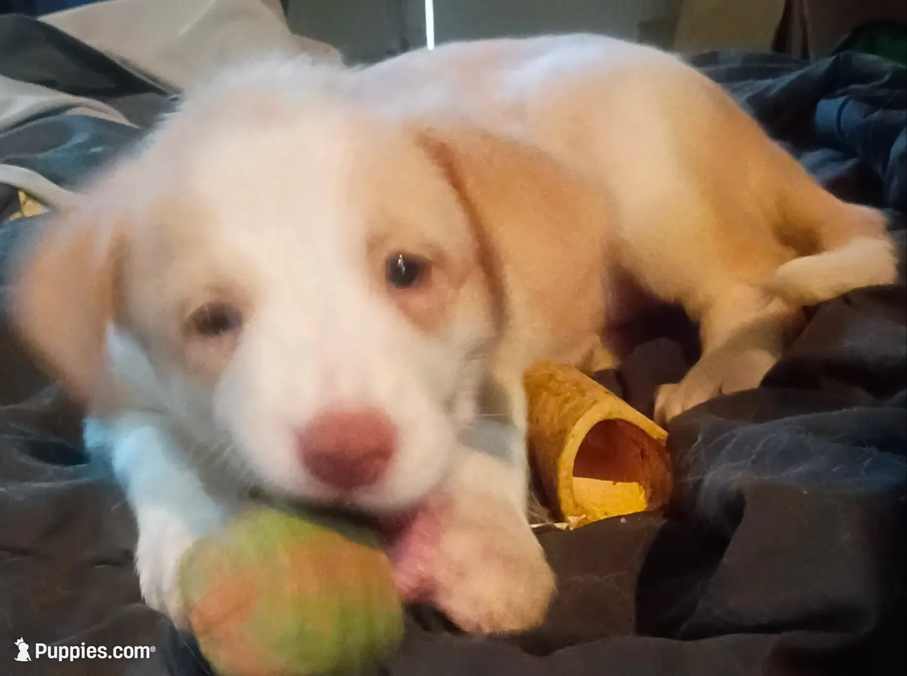 Weezy, a female Border Collie for sale in Julian, CA – 6 of 9