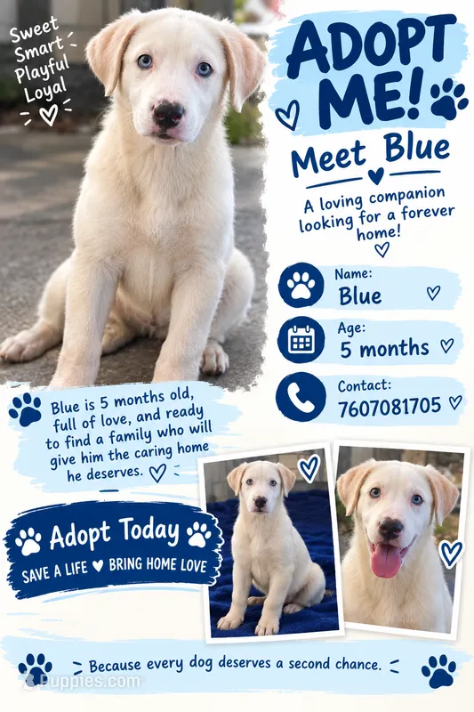 Blue – Border Collie puppy for sale in Julian, CA