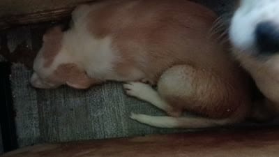 Weezy, a female Border Collie for sale in Julian, CA – 8 of 9