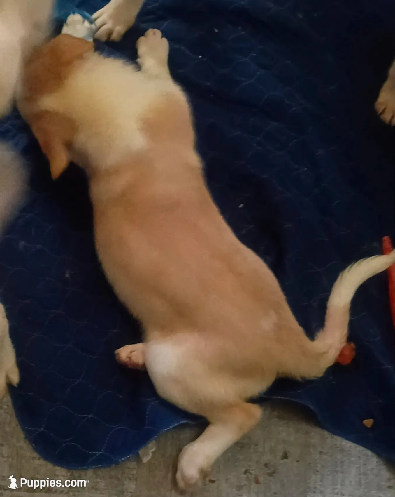 Weezy, a female Border Collie for sale in Julian, CA – 5 of 9