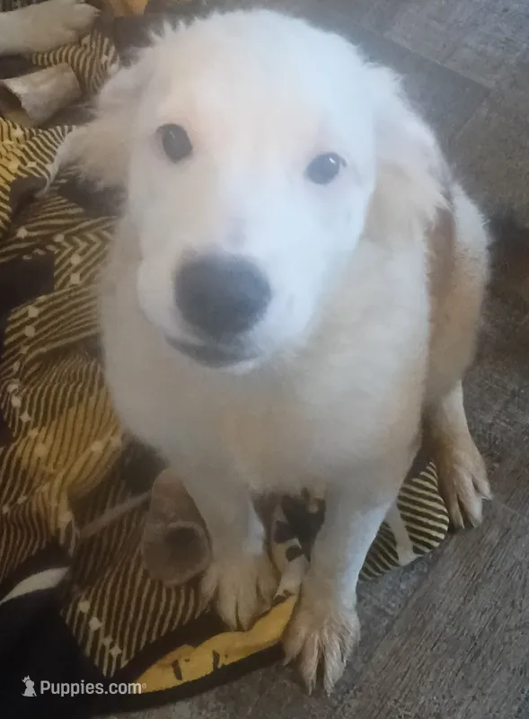 Allee – Border Collie puppy for sale in Julian, CA