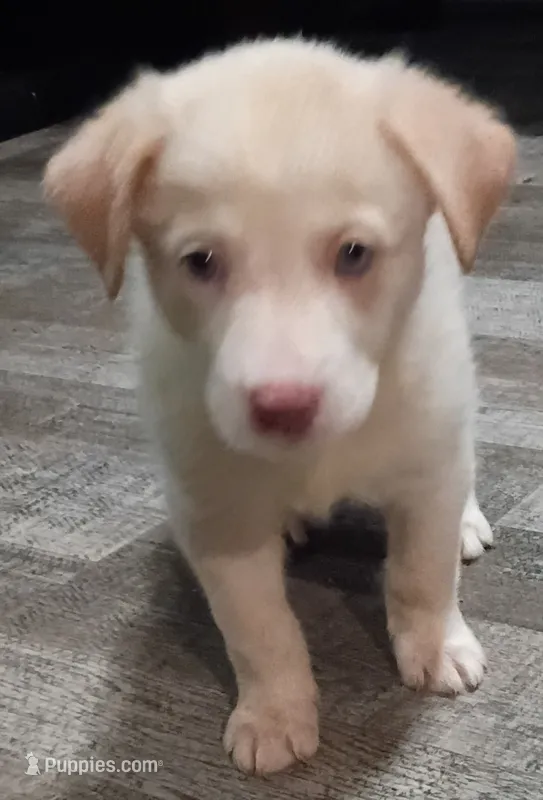 Sweetie – Border Collie puppy for sale in Julian, CA