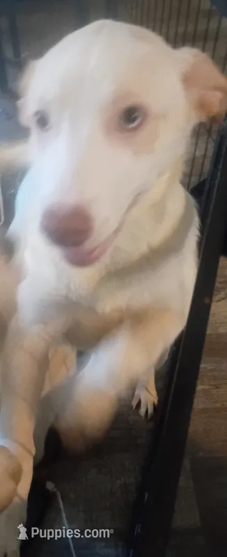 Sweety – Border Collie puppy for sale in Julian, CA