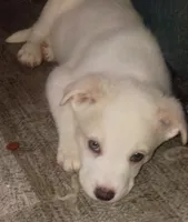 Shy boy, a male Border Collie for sale in Julian, CA – 2 of 2