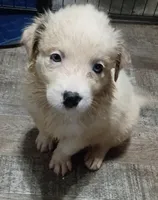 Raggy Muffin , a female Border Collie for sale in Julian, CA – 3 of 4