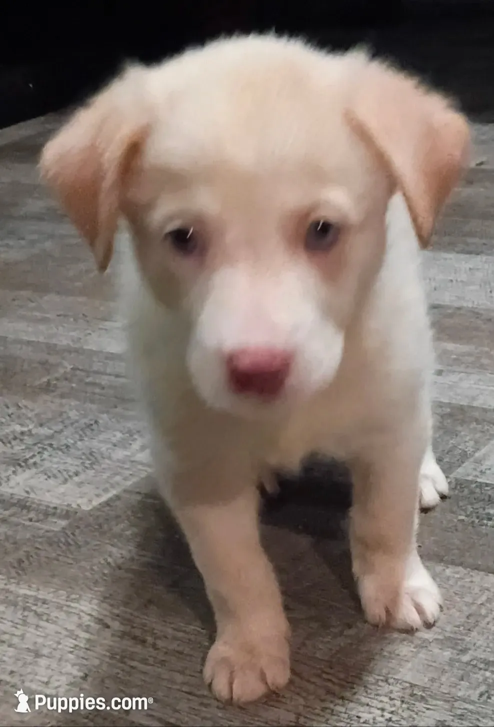 Sweety Girl, a female Border Collie for sale in Julian, CA – 10 of 10