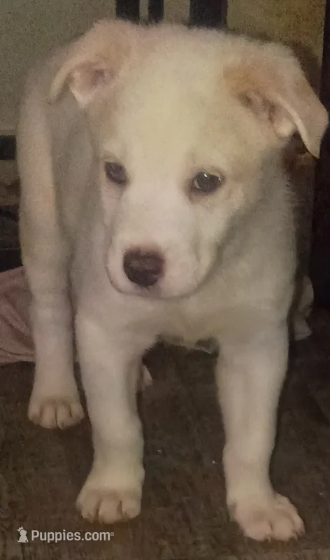 Shy boy – Border Collie puppy for sale in Julian, CA