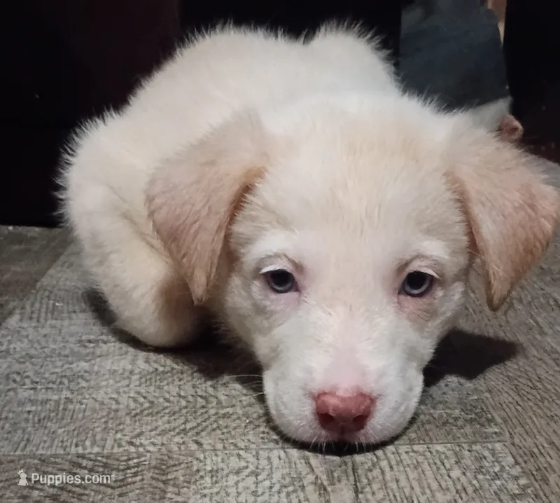 Vanilla – Border Collie puppy for sale in Julian, CA