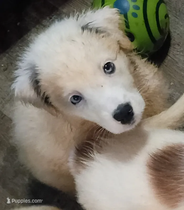 Raggy Muffin  – Border Collie puppy for sale in Julian, CA