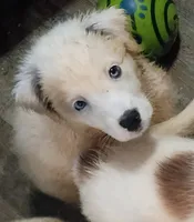 Raggy Muffin , a female Border Collie for sale in Julian, CA – 1 of 9