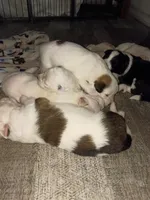 Raggy Muffin , a female Border Collie for sale in Julian, CA – 4 of 4