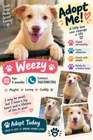 Weezy, a female Border Collie for sale in Julian, CA – 7 of 9
