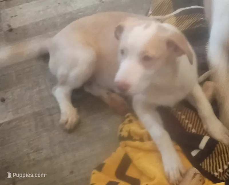 Weezy baby – Border Collie puppy for sale in Julian, CA