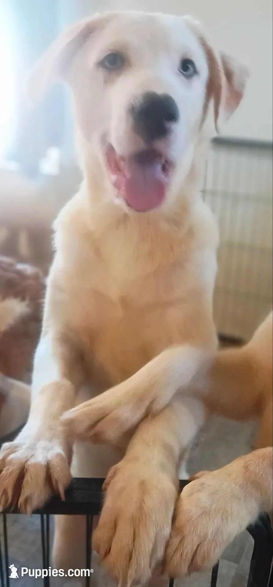 Blue, a male Border Collie for sale in Julian, CA – 2 of 8