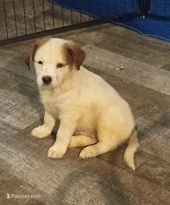 Snoopy  – Border Collie puppy for sale in Julian, CA