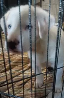 Mr handsome , a male Border Collie for sale in Julian, CA – 4 of 4