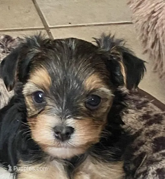 Roamer – Yorkshire Terrier puppy for sale in Ocala, FL