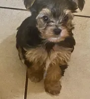 Roamer, a male Yorkshire Terrier for sale in Ocala, FL – Photo 2 of 2