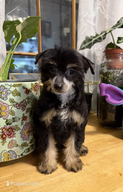 Bo Peep – Chinese Crested puppy for sale in Sumter, SC