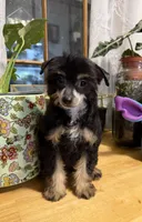 Bo Peep, a female Chinese Crested for sale in Sumter, SC – 1 of 1