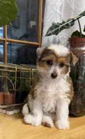 Jessie, a female Chinese Crested for sale in Sumter, SC – 1 of 2