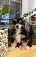 Buzz, a male Chinese Crested for sale in Sumter, SC – 1 of 1