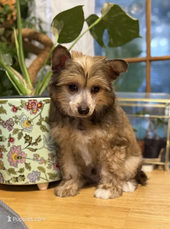 Woody – Chinese Crested puppy for sale in Sumter, SC
