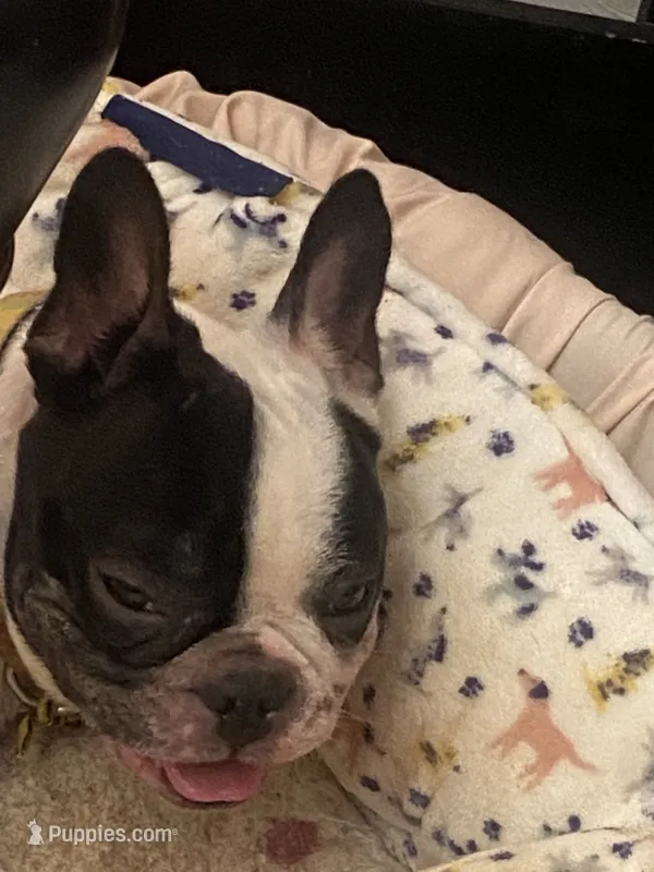 Oreo – French Bulldog puppy for sale in Virginia Beach, VA