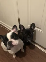 Oreo, a female French Bulldog for sale in Virginia Beach, VA – 4 of 5