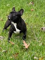 Thor, a male French Bulldog for sale in Virginia Beach, VA – 2 of 3