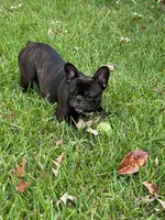 Thor, a male French Bulldog for sale in Virginia Beach, VA – 3 of 3