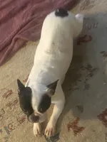 Oreo, a female French Bulldog for sale in Virginia Beach, VA – 2 of 5