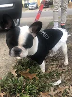 Oreo, a female French Bulldog for sale in Virginia Beach, VA – 5 of 5
