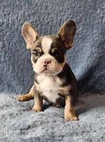 Boy 3, a male French Bulldog for sale in Mokena, IL – Photo 6 of 6