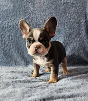 Boy 3, a male French Bulldog for sale in Mokena, IL – Photo 3 of 6