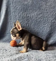 Boy 3, a male French Bulldog for sale in Mokena, IL – Photo 2 of 6