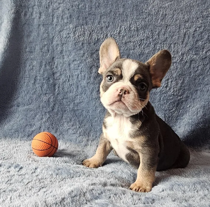 Boy 3 – French Bulldog puppy for sale in Mokena, IL