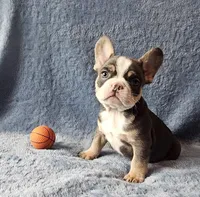 Boy 3, a male French Bulldog for sale in Mokena, IL – Photo 1 of 6