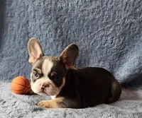 Boy 3, a male French Bulldog for sale in Mokena, IL – Photo 4 of 6