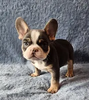 Boy 3, a male French Bulldog for sale in Mokena, IL – Photo 5 of 6